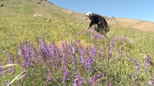 طبیعت بکر زنجان سرشار از گیاهان دارویی از جمله آویشن