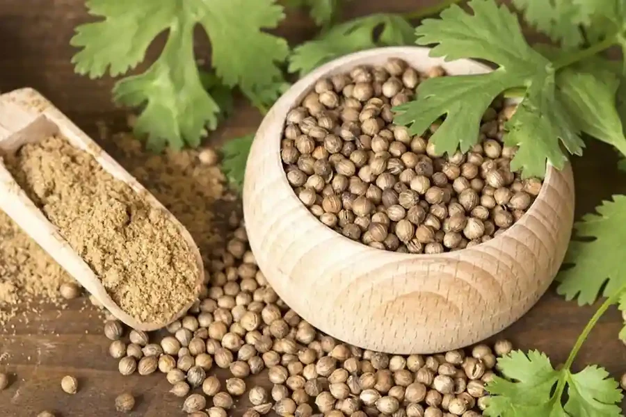 دانههای تازه تخم گشنیز قبل از آسیاب شدن برای حفظ حداکثری عطر، طعم و کیفیت در ادویه خانگی