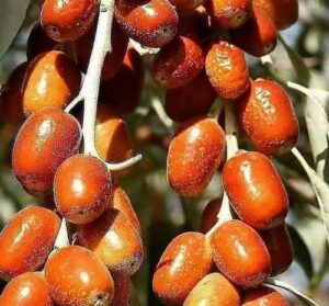 سنجد ممتاز آذرشهر ۵۰۰ گرمی ژیوار | سنجد طبیعی، تازه و شیرین