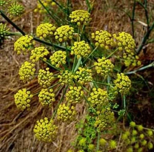 گیاه رازیانه