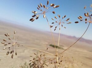 تصویر گیاه زیره سیاه در طبیعت، با دانههای ریز و خوشعطر مناسب استفاده دارویی و درمانی