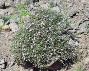گیاه آویشن کوهی