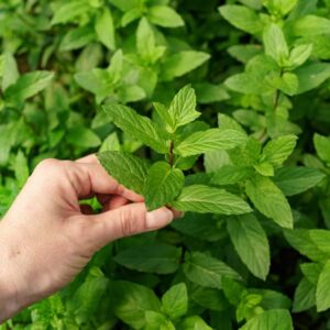 گیاه نعنا ضد نفخ طبیعی آرام بخش اعصاب و دستگاه گوارش