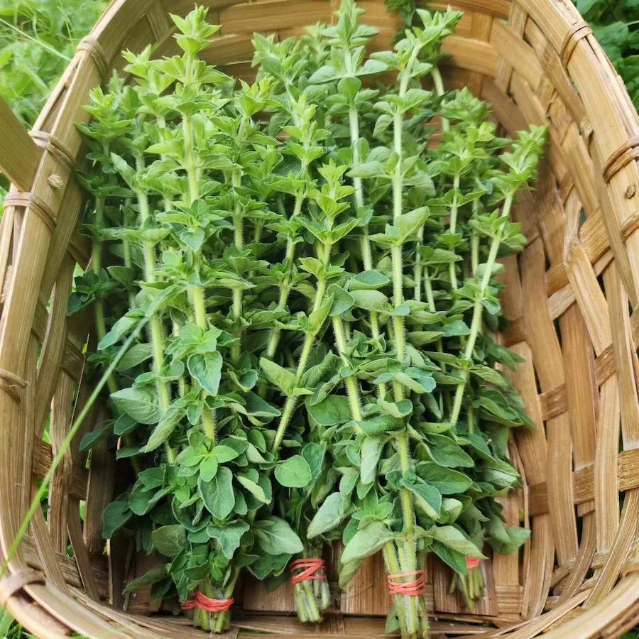 گیاه طبیعی اورگانو داخل سبد حصیری .